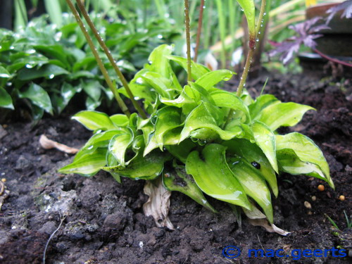 Hosta 'Cracker Crumbs'